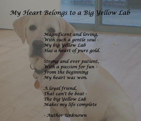 My yellow lab has my heart!  <3 Dog Room Design, Dog Heaven Quotes, Dog Face Drawing, Labrador Facts, Funny Labs, Lab Humor, Yellow Labs, Labrador Funny, Dog Quotes Funny