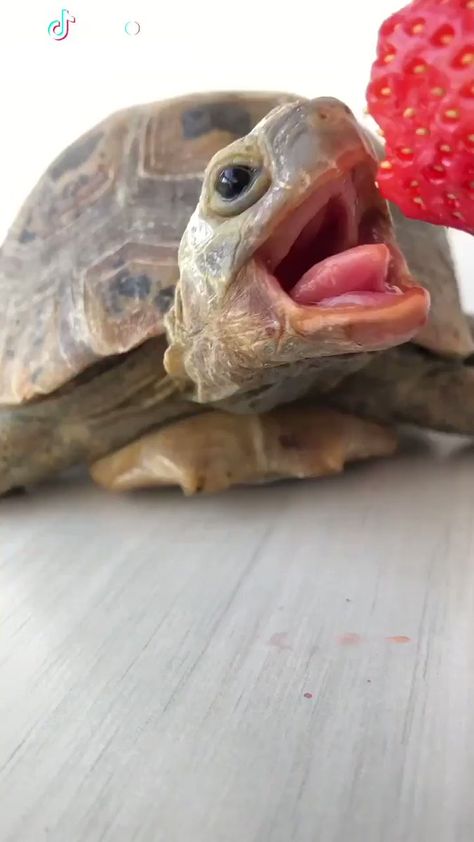 Video: turtle eating a strawberry Turtle Eating, Turtles, Tortoise, Animals