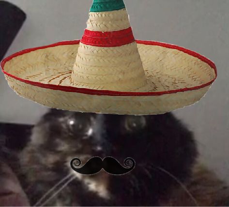 Mexican Cat Pfp, Y2k Cat Pfp, Spanish Pfp, Mexican Pfp, Mexican Icons, Funny Mexican Pictures, Mexican Cat, Star Pfp, Mexican Pictures