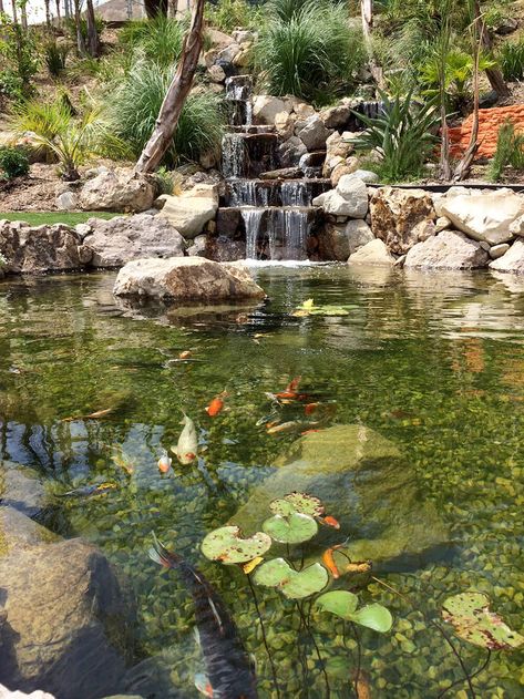 Swimming Pond With Fish, Natural Inground Pool, Natural Pond Pool, Cottagecore Pool, Natural Pools Backyard Swimming Ponds, House With Pond, Pond Natural, Swim Pond, Nature Pool