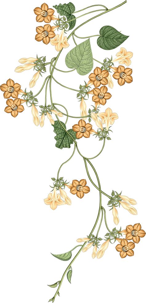 Floral Motives, Vine Drawing, Trailing Flowers, Climbing Flowers, Botanical Flower Art, Png Flower, Flower Bunch, Baroque Pattern, Floral Branch