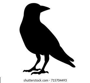 Crow Images, Crow Silhouette, Crows Drawing, Crow Tattoo Design, Halloween Raven, Outline Images, Crow Tattoo, Crow Art, Spooky Tattoos