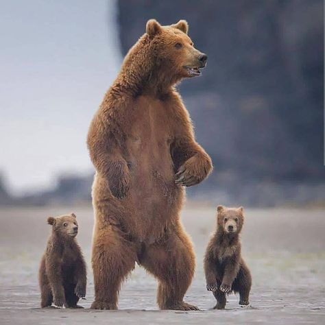 Mama bear teaching her cubs how to walk😂🖤 ⠀⠀⠀⠀⠀⠀⠀⠀⠀ Follow @beprofoundorg for more animal posts ⠀⠀⠀⠀⠀⠀⠀⠀⠀ PC @timmanphoto Wildlife Day, Katmai National Park, Mother Bears, Momma Bear, Bear Photos, Tin Man, Love Bear, Grizzly Bear, Cute Creatures