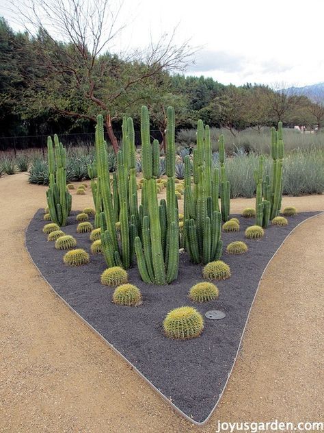 Cactus Garden Landscaping, Desert Backyard, Arizona Backyard, Succulent Landscape Design, Succulent Landscaping, Succulent Garden Design, Succulent Garden Diy, Dry Garden, Meteor Garden 2018