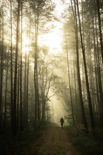 Walking Through The Woods, People In The Woods Aesthetic, Walking In Woods Aesthetic, Being Chased In The Woods Aesthetic, Pathway In The Woods, Walking In The Woods Aesthetic, Lost In The Woods Aesthetic, Running Through The Woods Aesthetic, Person In Forest