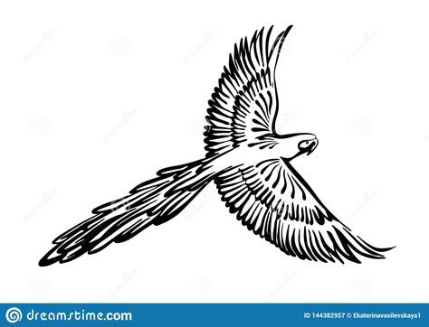 Illustration about Hand drawn flying macaw parrot outline sketch. Vector bird black ink drawing isolated on white background. Illustration of illustration, sketch, black - 144382957 Parrot Outline Tattoo, Macaw Outline, Flying Parrot Drawing, Macaw Tattoo Black And White, Bird Black And White Drawing, Flying Bird Outline, Bird Wings Costume, Parrot Clipart Black And White, Flying Bird Vector