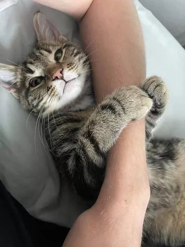 15 Cats Cuddling With Their Favorite Human | Cuteness Cuddle With Boyfriend, Cats Cuddling, Kitten Cuddle, Cat Cuddle, Anime Sisters, Old Cats, Cat Sleeping, Cat Aesthetic, Cat Adoption