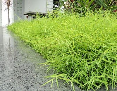 Bamboo Grass (Pogonatherum crinitum) Malaysian Garden, Tree Psd, Trees Nursery, Root Plants, Plants Nursery, Bamboo Grass, Hedging Plants, Grasses Landscaping, Tree Nursery