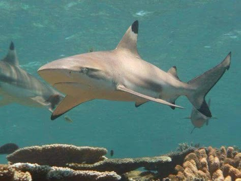 Black Tip Reef Shark, Black Tip Shark, Types Of Sharks, Shark Facts, Cool Sharks, Shark Pictures, Mako Shark, Reef Shark, Shark Lover