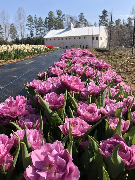 Tulip Growing, Growing Tulips, Flora Farms, Wedding Venues North Carolina, Young Farmers, Growing Peonies, Flower Farmer, Growing Tips, Purple Tulips