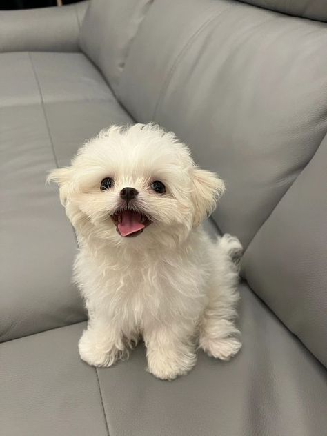 White Maltese, Puppy Maltese, Cute White Dogs, Bichon Dog, Super Cute Puppies, Cute Small Animals, Maltese Dog, Cute Animals Puppies, Very Cute Dogs