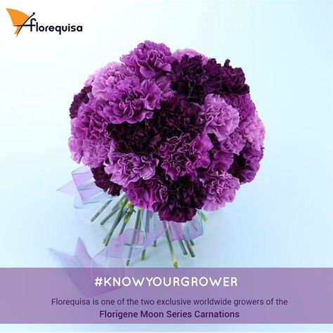 #KNOWYOURGROWER  From our farm to the world! We're one of the two exclusive worldwide growers of the favorite carnations in Market: Florigene #MoonSeriesCarnations 💜 are proudly grown by Florequisa.  Our quality allows us to enjoy incredible partnerships, like the one we have with Suntory Flowers by trusting our people, our #farm, our processes to be able to produce the Moon Series Carnations. Fresh Floral Arrangements, Rich Purple, The Favorite, To The World, Floral Arrangements, Bouquets, Two By Two, Moon, The Incredibles