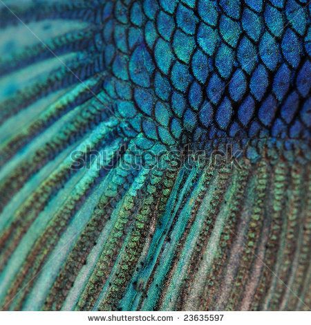 Close-up on a fish skin - blue Siamese fighting fish - Betta Splendens in front of a white background - stock photo Mermaid Aesthetic, Princess Of Power, Fish Scales, Young Justice, Betta Fish, Sirens, Blue And Green, Under The Sea, The Little Mermaid