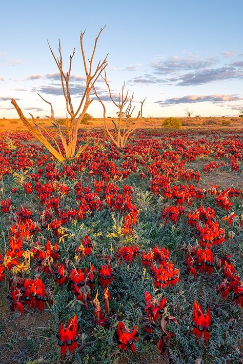 Australian Desert Aesthetic, Australiana Aesthetic, Stitched Landscapes, Fabric Landscapes, Sturt Desert Pea, Flinders Ranges, Australian Landscapes, Australian Desert, Australia Landscape