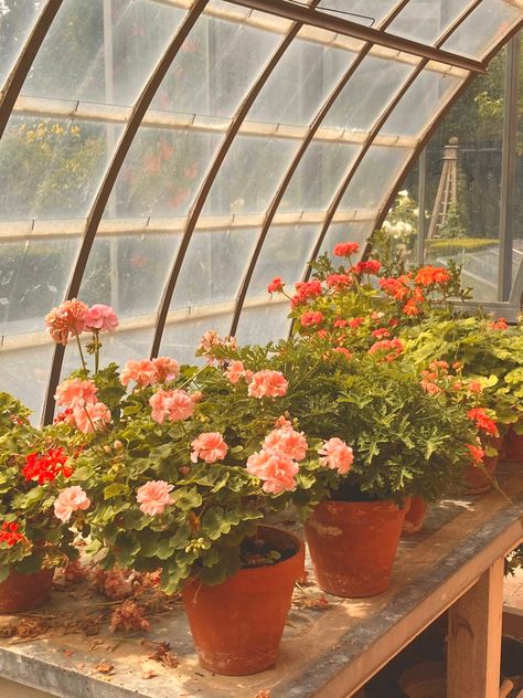 Greenhouse table layed out with geraniums , focus on geranium with pink flowers Geraniums Aesthetic, Geranium Aesthetic, Viviana Core, Gardner Aesthetic, Witchy Spring, Noah Calhoun, Build My Own House, Pink Geranium, Geranium Flower