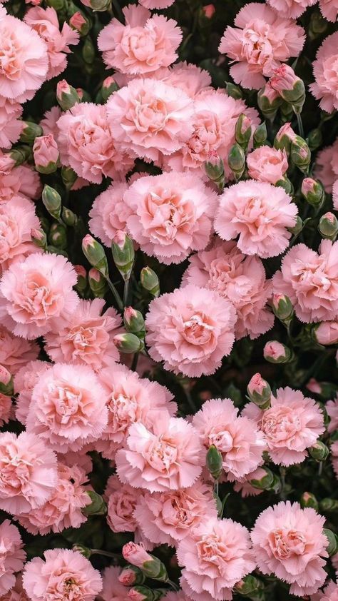 Flowers For Algernon, Flowers In The Attic, Toddler Coloring Book, Iphone Wallpaper Stills, Flower Meanings, Pink Carnations, Most Beautiful Gardens, Carnation Flower, Flower Therapy