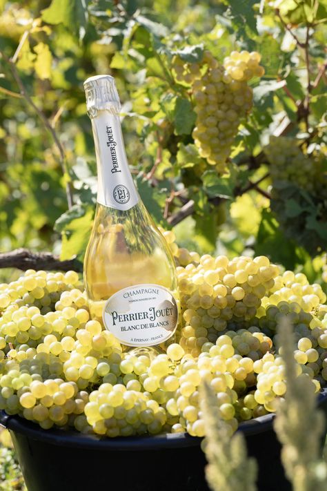 At Maison Perrier-Jouët, the harvest season is a beautiful celebration of the Chardonnay grape, signature of the House.​ Harvest is also the precise start of the grape journey, from the vineyards to the bottle.​ ​ #PerrierJouet #Champagne #Winemaking #ChampagneLovers #ChampagneMoments #Nature #VineyardLifecycle #Harvest ​ PLEASE DRINK RESPONSIBLY​ Please only share our posts with those who are of legal drinking age.​ Champagne Bottle Photoshoot, Wine Commercial, Harvest Photography, Grape Harvest, Perrier Jouet, Arabic Dress, Drink Responsibly, Grape Harvesting, Wine Photography