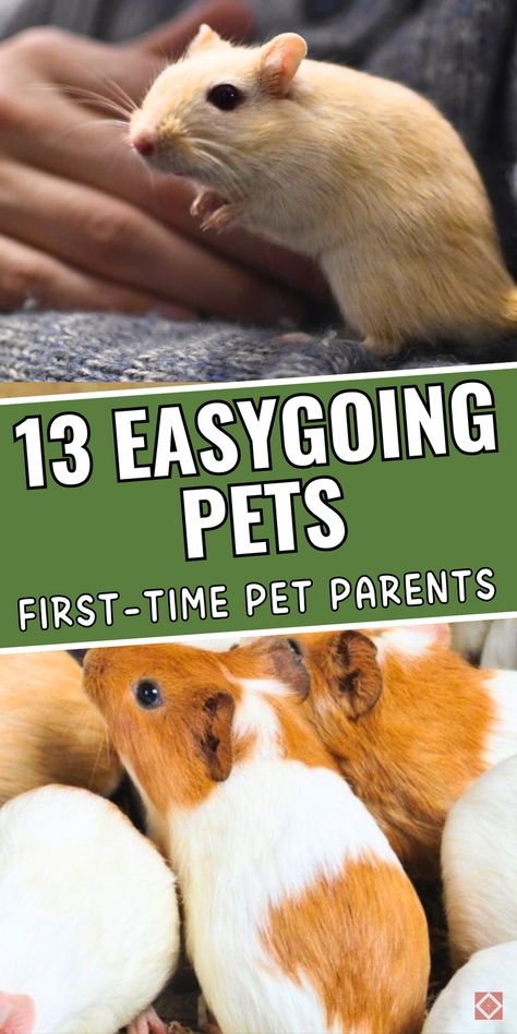 Discover 13 easygoing pets that are perfect for beginners! This list includes low-care pets like hamsters, geckos, and fish, offering first-time owners a range of options that are easy to manage. Ideal for kids and adults, these pets require basic care but offer a lot of fun and companionship. Save this pin to find the best easy-care pet that fits your lifestyle and experience level. Best Small Pets, Pig Images, Low Maintenance Pets, Turtle Images, Small Lizards, First Pet, Easy Pets, More Love, Healthy Treats