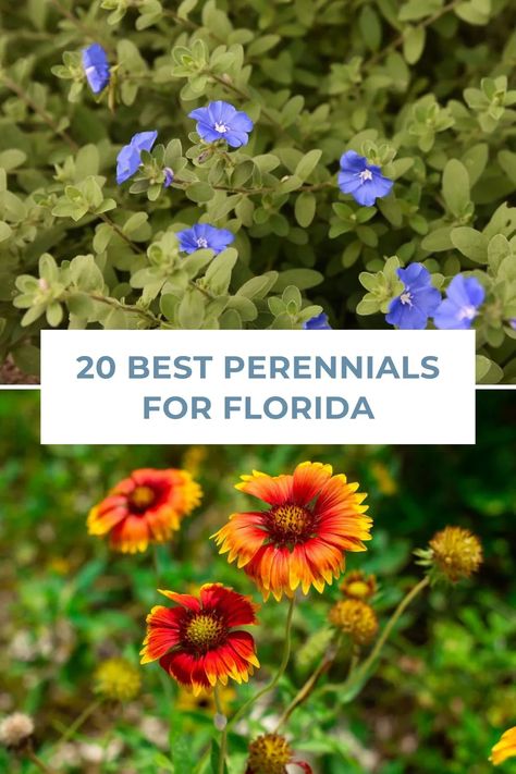 Transform your Florida garden with these 20 incredible perennials! These low-maintenance, sun-loving plants will provide a stunning visual display throughout the year, making your backyard a true sanctuary. Discover the best picks for your sunshine garden and watch them flourish! Flower Garden Florida, Florida Porch Plants, Full Sun Landscaping Ideas Backyards, Florida Cottage Garden, Landscape Ideas Florida, Florida Garden Ideas, Florida Perennials, Florida Plants Landscaping, Nature Backyard