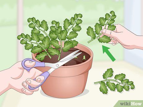 Fingerboard Skatepark, Heal Blisters, Grow Cilantro Indoors, Grow Cilantro, How To Harvest Cilantro, Cilantro Seeds, Origami Wallet, Growing Cilantro, Orchid Leaves