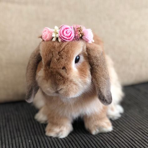 Bunny Holland Lop, Lion Head Bunny, Mini Lop Bunny, Rex Bunny, Dutch Bunny, Holland Lop Bunny, Rabbit Facts, Mini Lop Bunnies, Lop Bunny