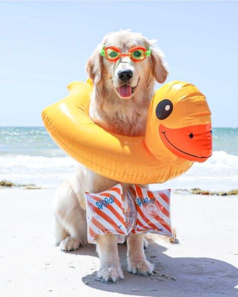 20  The Coolest Ready For Summer Dogs - DIY Darlin' Thanksgiving Dog Photoshoot, Golden Retriever Photoshoot, Golden Retriever Accessories, Golden Retriever Beach, Animal Calendar, Puppy Photography, Dog Calendar, Cat Calendar, Holiday Photoshoot