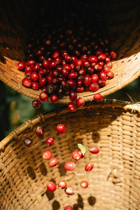 Coffee Process, Coffee Infographic, Coffee Colors, Unique Garden Decor, Coffee Roastery, Coffee Tree, Farm Photography, Coffee Farm, Fall Fruits