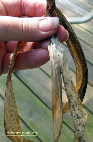 Weaving With Iris Leaves, Weaving Baskets, Making Baskets, Basket Weaving Diy, Basket Weaving Patterns, Tall Bearded Iris, Willow Weaving, Natural Baskets, Pine Needle Baskets