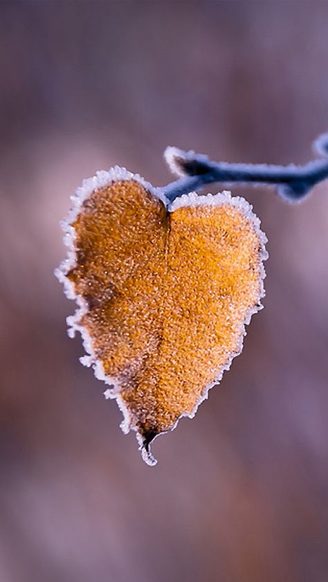 Iphone 5s Wallpaper, Heart In Nature, Iphone 5 Wallpaper, I Love Heart, Pop Art Wallpaper, Heart Images, Airbrush Art, Yellow Leaves, Happy Heart