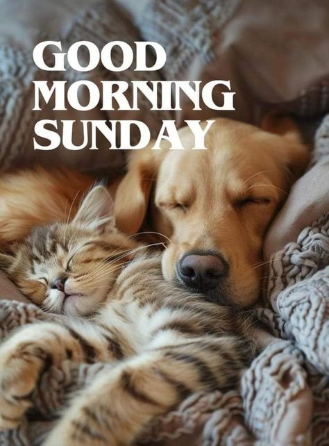 Good Morning Sunday Images Beautiful, Cute Good Morning Wednesday, Morning Tuesday Images, Good Morning Wednesday Images, Good Morning Cartoon Images, Good Morning Winter Images, Good Morning Puppy, Morning Sunday Images, Sunday Morning Images