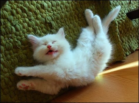 sleep kitty Cat Falling, Kittens Funny, Cute Cats And Kittens, Cute Kittens, Cats Meow, Beautiful Cats, White Cat, Crazy Cats, Cool Cats