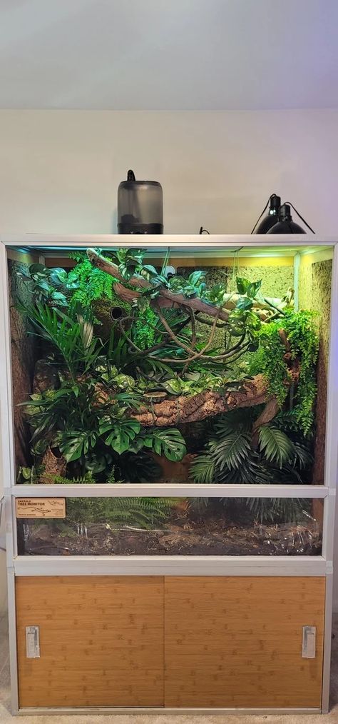 Green Tree Monitor Enclosure, Tree Frog Enclosure, Monitor Enclosure, Cool Terrarium, Plants Minecraft, Frog Enclosure, Crested Gecko Tank, Tropical Terrariums, Vivarium Ideas