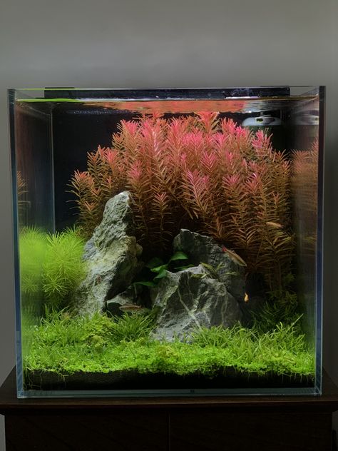 Cube Aquarium Aquascape, Planted Nano Tank, Nano Tank Aquascape, Nano Tank Aquascape Ideas, Low Tech Aquascape, Cube Aquascape, Cube Aquarium, Aquarium Soil, Fish Aquarium Decorations