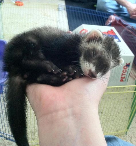 9 week old female Ferret Kit. A Ferret, Ferret, White