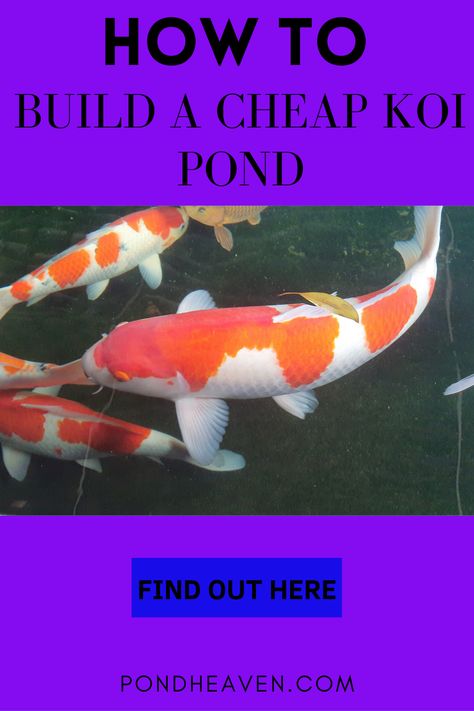 How to build a cheap koi pond How To Build A Small Pond, Pond Filter Diy, Koi Pond Backyard, Pond Filter System, Koi Garden, Pond Diy, Small Fish Pond, Fish Names, Fish Ponds Backyard