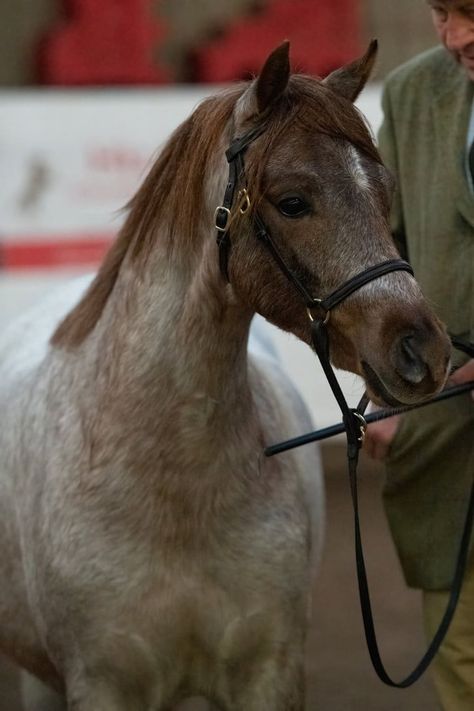 Chestnut Welsh Pony, Artic Air, Welsh Ponies, Welsh Pony, Horse Colors, Winter Festival, Horse World, Beautiful Horses, Ponies