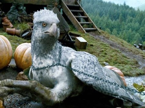 what creature is buckbeak? Harry Potter Creatures, Scorpius And Rose, Harry Potter Wiki, Harry Potter Next Generation, Rubeus Hagrid, Theme Harry Potter, Images Harry Potter, The Prisoner Of Azkaban, Magical Creature