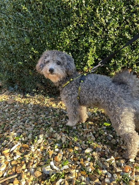 Rescue Dog | Poodle: Miniature | Dougie | Dogs Trust Rehome Dog, Poodle Miniature, Dog Poodle, Largest Dog, Dogs Trust, Rescue Dog, Rescue Dogs, Little Dogs, Being A Landlord