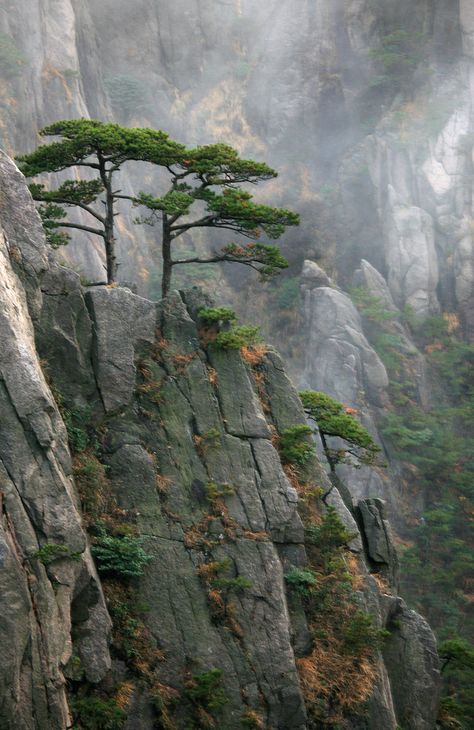 trees growing from the stone of huangshan mountains, china | nature + landscape photography Rocky Cliff, Huangshan, Lone Tree, Awesome Places, Tall Trees, Unique Trees, Nature Tree, Tree Forest, Tree Tattoo