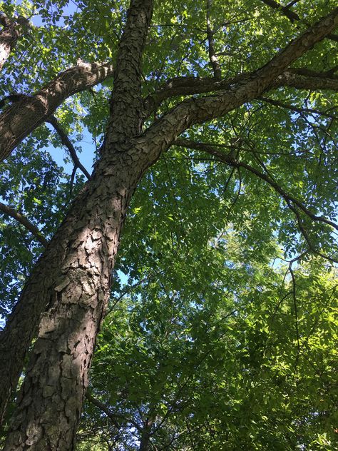 Black Cherry Tree, Tree Species, Wild Cherry, Tall Trees, Native Garden, Shade Trees, Tree Roots, Garden Trees, Cherry Tree