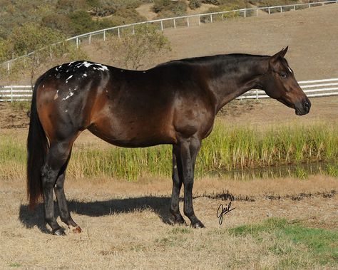 Bay Appaloosa, Hunter Under Saddle, Horses Breeds, Lace Blanket, Stable Style, Morgan Horses, Coat Ideas, Horse Markings, Gorgeous Horses