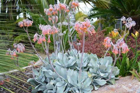 Cotyledon orbiculata (Pig's Ear) is a pretty popular South African succulent that many people in Mediterranean climates grow. Retaining Wall Plants, Verge Garden, Planting Palette, Cotyledon Orbiculata, Succulent Birthday Party, Courtyard Plants, Silver Garden, Tortoise Food, Wall Plants