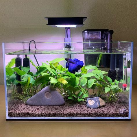 Two Bettas and a Rock on Instagram: “This tank will be known as “The House of Sushi🍣” • • Credit to @aquascape.art for the name” Nature Aquascape, Aquarium Inspiration, 10 Gallon Fish Tank, Animal Enclosures, Office Rooms, Fish Tank Terrarium, Fish Tank Design, Shrimp Tank, Nano Aquarium