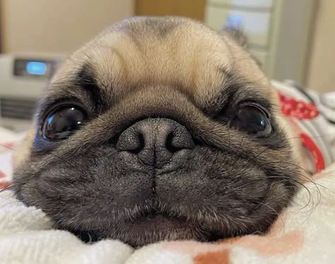 Cute Pug Puppies, Baby Pugs, Pug Puppies, The Pug, Cute Pugs, Pug Life, Pug Dog, French Bulldogs, Little Animals