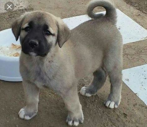 Kangal Puppy, Anatolian Shepherd Puppies, Turkish Kangal, Kangal Dog, Livestock Guardian Dog, All Breeds Of Dogs, Great Pyrenees Dog, Anatolian Shepherd, Baby Horses