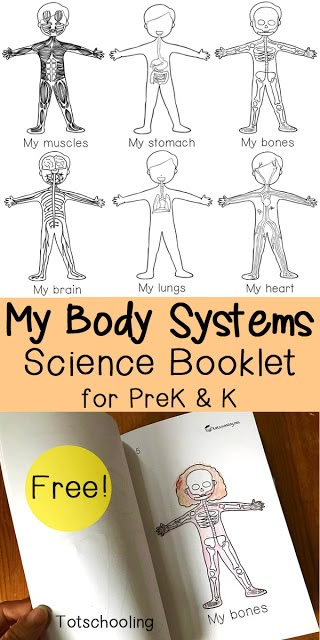 FREE science emergent reader book about the human body systems. Great science activity for preschool and kindergarten. Louboutin Lipstick, Vetenskapliga Experiment, Body Preschool, Human Body Activities, Human Body Unit, Sped Classroom, Human Body Systems, Unit Studies, Homeschool Kindergarten