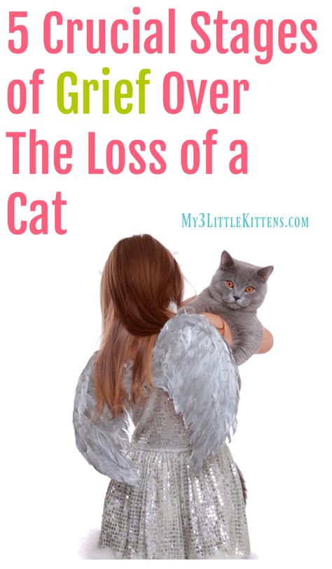 5 Crucial Stages of Grief Over The Loss of a Cat. There are ways to cope after goodbye. Saying Goodbye To A Pet Cat, Losing A Cat Quote, Cat Memorial Ideas, Loss Of A Cat, Pet Quotes Cat, Cats And People, Pet Loss Cat, Cat Sympathy, Cat Loss