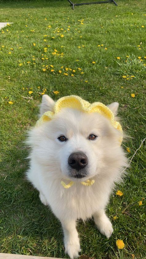 crochet dog bucket hat Dog Bucket Hat Crochet, Crochet Dog Bucket Hat Free Pattern, Dog Bucket Hat, Crochet Dog Hat, Crochet Flower Hat, Classy Prom, Crochet Animal, Dog Clothing, Dog Hat