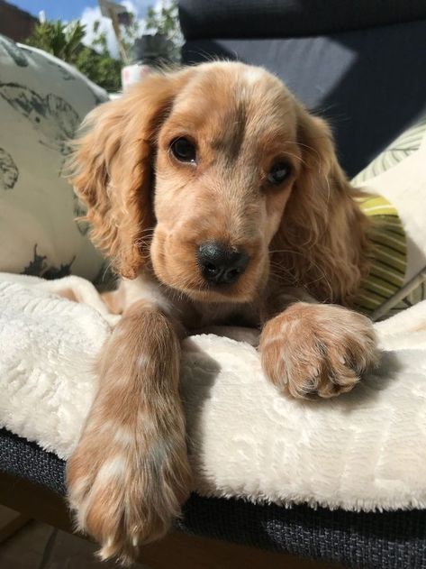 Gold Cocker Spaniel, Cocker Spaniel Aesthetic, Golden Cocker Retriever, Cocker Spaniel Anglais, Cocker Spaniel Puppy, Cocker Spaniel Puppies, Cute Animals Puppies, English Cocker, Really Cute Dogs