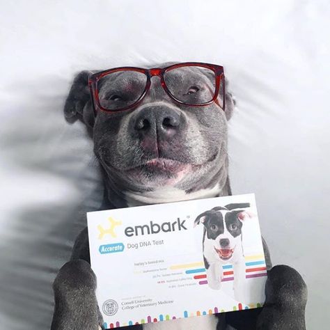 what are dog dna tests Dna Jewelry, Dog Dna Test, Human Dna, What Kind Of Dog, Amazon Prime Day Deals, Dna Test, Popular Dog, How To Treat Acne, Dog Adoption